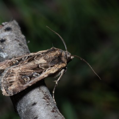 Euxoa sp., Hády - lesní lom