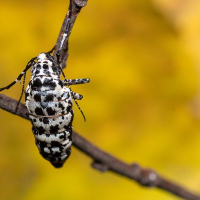Erannis defoliaria (tmavoskvrnáč zhoubný), Žebětín