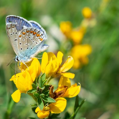 Polyommatus icarus (modrásek jehlicový), Hády