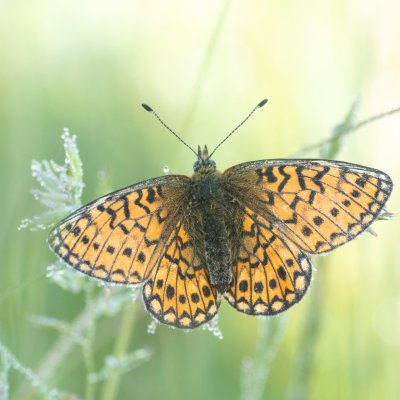 Boloria eunomia (perleťovec mokřadní), Pohoří na Šumavě
