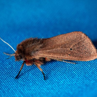 Phragmatobia fuliginosa (přástevník šťovíkový), SK, Štôla