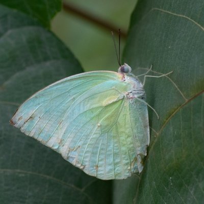 Catopsilia pomona (-), TH, Khao Sok