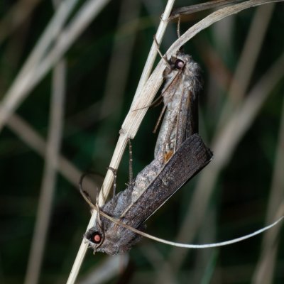 Xestia xanthographa (osenice žlutoskvrnná), Žebětín