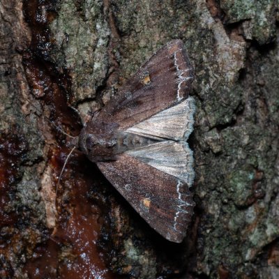 Lacanobia oleracea (můra kapustová), Žebětín