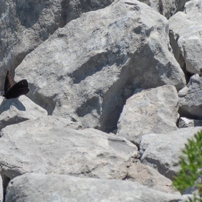 Erebia melas (-), HR, Velika kosa, Velebit