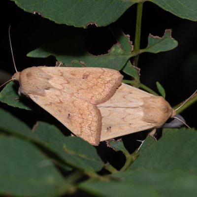 Mythimna vitellina (plavokřídlec žloutkový), HR, Jablanac