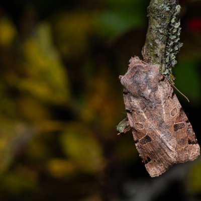 Agrochola litura (polnice vrbková), PP Na cvičišti