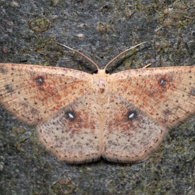 Cyclophora porata (očkovec březový), Devět křížů