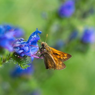 Ochlodes sylvanus (soumračník rezavý), Hornek