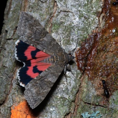 Catocala nupta (stužkonoska olšová), Žebětín