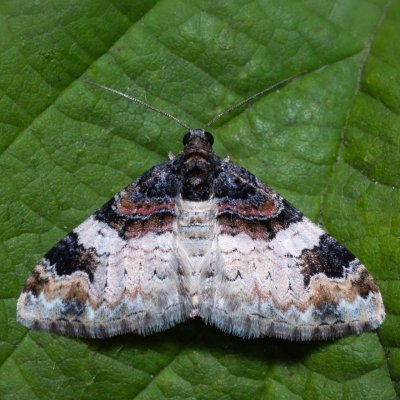 Catarhoe cuculata (píďalka hnědoskvrnná), Říčky