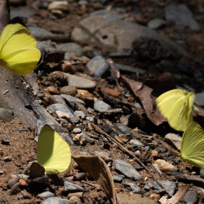 Gandaca harina (-), TH, Sri Phang Nga
