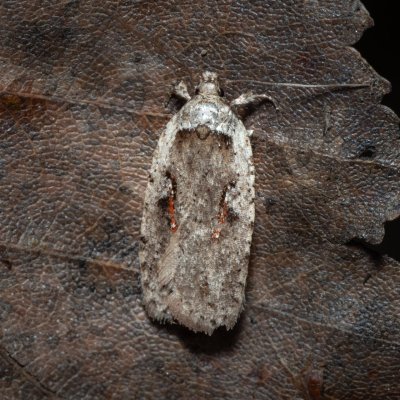 Agonopterix ocellana (plochuška vrbová), Henčov