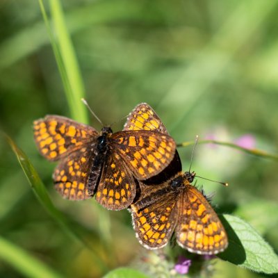 Melitaea athalia (hnědásek jitrocelový), PR Kamenný vrch