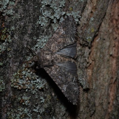 Mamestra brassicae (můra zelná), Hrušovany u Brna