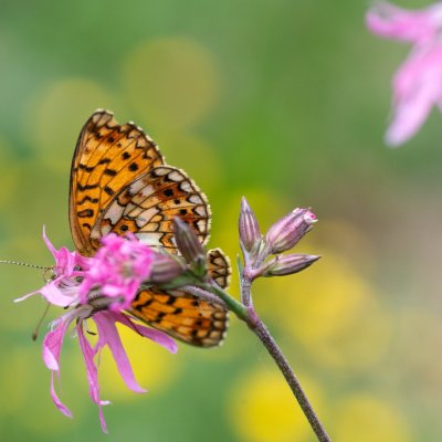 Boloria selene (perleťovec dvanáctitečný), Přírodní park Rakovecké údolí