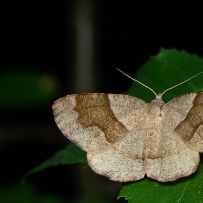 Plagodis pulveraria (kropenatec vrbový), Augšperský potok