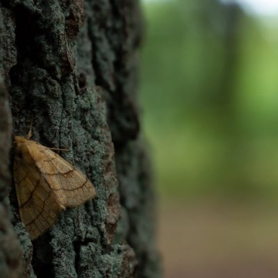 Tiliacea citrago (zlatokřídlec lipový), Žebětín