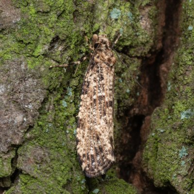 Morophaga choragella (mol horský), NPR Děvín