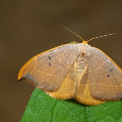 Watsonalla binaria (srpokřídlec dubový), Kývalka