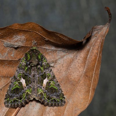 Trachea atriplicis (blýskavka lebedová), NS Bučín