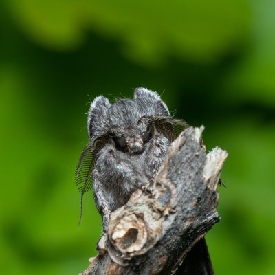 Harpyia milhauseri (hřbetozubec Milhauserův), PR Bosonožský hájek