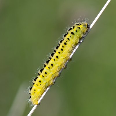 Zygaena filipendulae (vřetenuška obecná), PP Černice