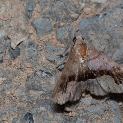 Hadennia kimae (-), TH, Khao Sok