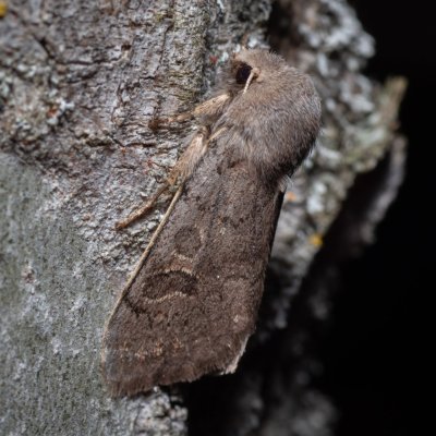 Orthosia populeti (jarnice topolová), Hády - odkaliště