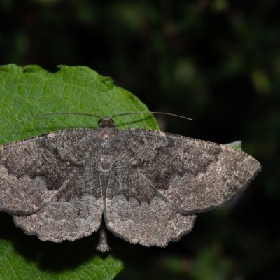 Gnophos furvata (šerokřídlec jitrocelový), Hády - Ruženin lom