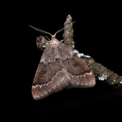 Theria rupicapraria (tmavoskvrnáč březnový), Kamenný vrch