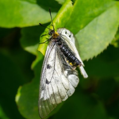 Parnassius mnemosyne (jasoň dymnivkový), PR Údolí Říčky