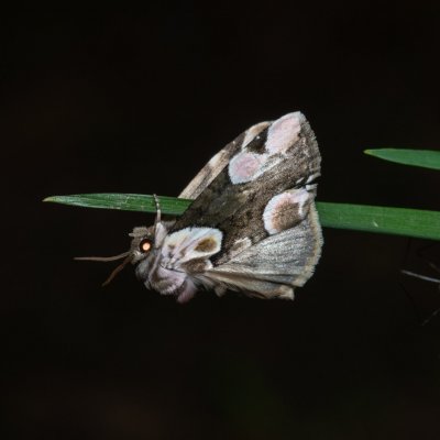 Thyatira batis (můřice očkovaná), Žebětín