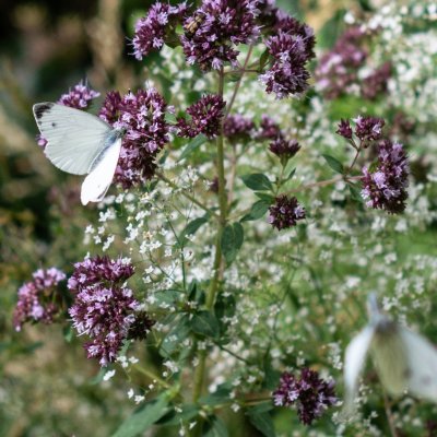 Pieris napi (bělásek řepkový), Hády
