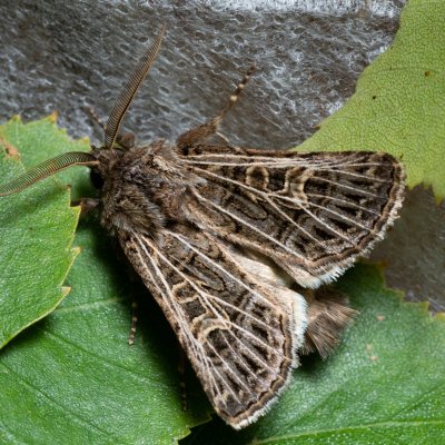 Tholera decimalis (můra jílková), Kývalka