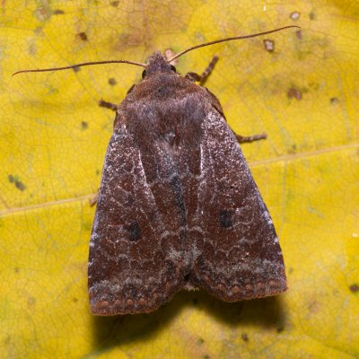 Conistra ligula (zimovnice hlohová), PR Kamenný vrch