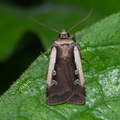 Ochropleura plecta (osenice čekanková), Kateřinská jeskyně