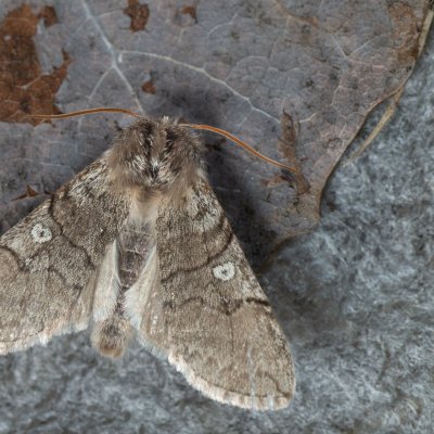 Achlya flavicornis (můřice jarní), Kývalka