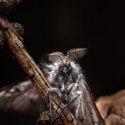 Lycia isabellae (drsnokřídlec modřínový), Ždánický les