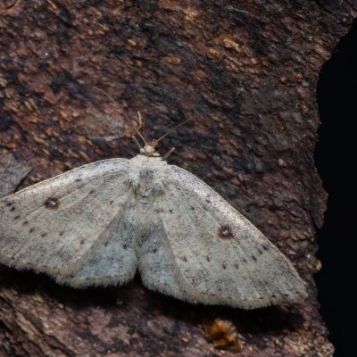 Cyclophora albipunctata (očkovec olšový), Henčov