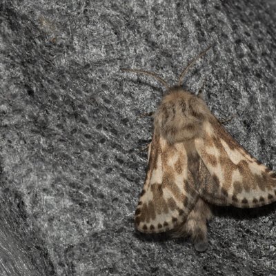 Dyspessa ulula (drvopleň cibulový), NPP Stránská skála