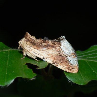 Ptilodon cucullina (hřbetozubec břekový), NS Bučín