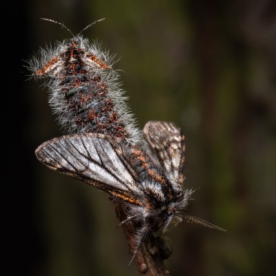 Lycia isabellae (drsnokřídlec modřínový), Ždánický les