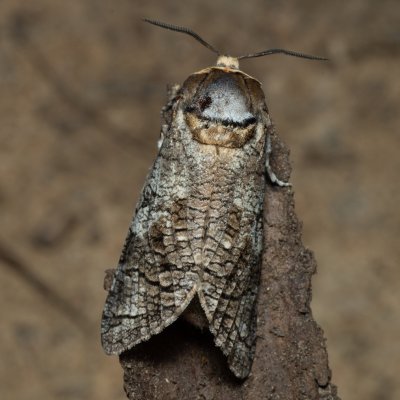 Cossus cossus (drvopleň obecný), Žebětín