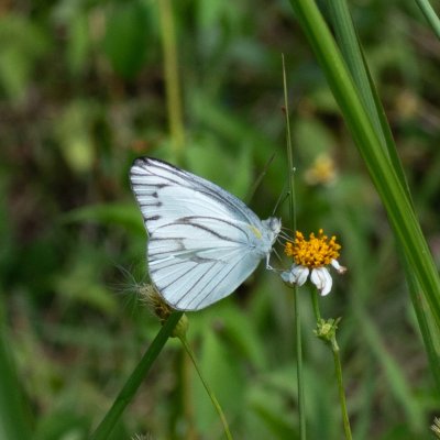 Appias libythea (-), TH, Krabi