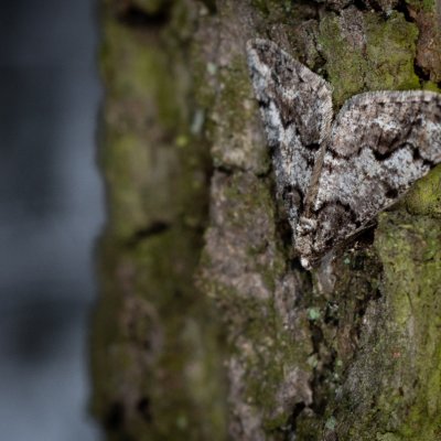 Agriopis leucophaearia (tmavoskvrnáč dubový), Žebětín