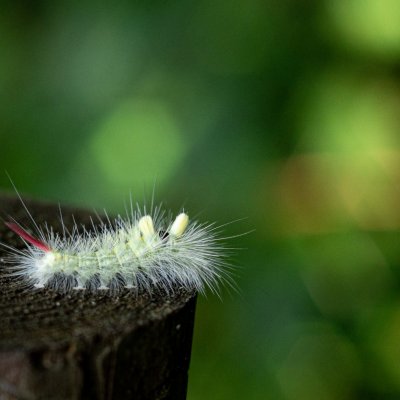 Calliteara pudibunda (štětconoš ořechový), Podkomorská myslivna