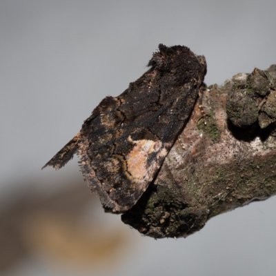 Aedia funesta (hnědopáska opletníková), Žebětín