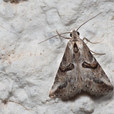 Zebeeba falsalis (-), HR, Jablanac