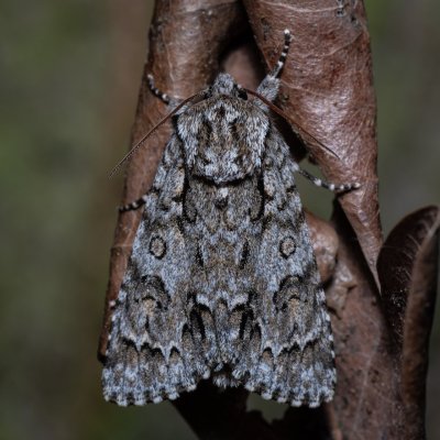 Acronicta auricoma (šípověnka jívová), Helenčina studánka